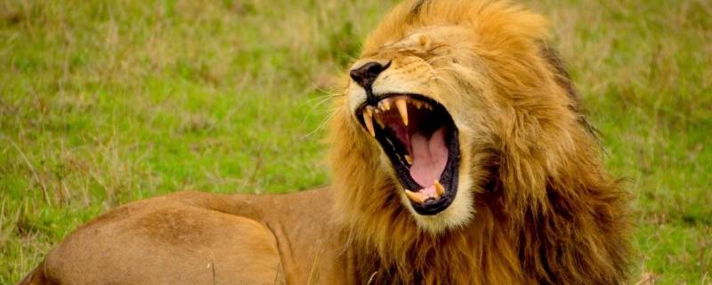 狮子怕什么动物 狮子怕什么动物脑筋急转弯