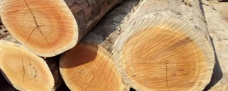 番龙眼是什么木材 番龙眼属于什么木材