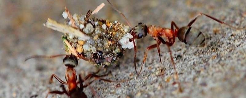 蚂蚁是怎么搬家的（蚂蚁是怎么搬家的过程简写）