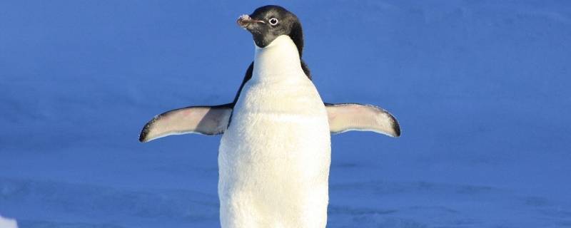 企鹅属于什么类 企鹅属于什么类动物