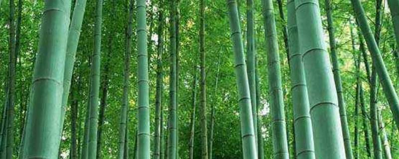 送竹子的含义是什么 送竹节有什么含义