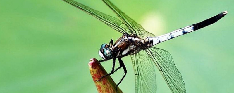 蜻蜓有几个单眼 蜻蜓有几个单眼?
