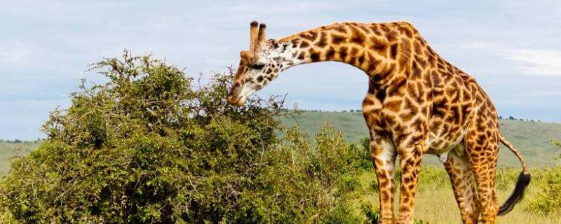 长颈鹿的高度大约多少 长颈鹿多少米高