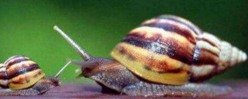 夏威夷蜗牛主要吃什么 夏威夷蜗牛吃啥