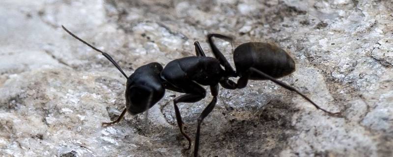 冬天蚂蚁都去哪了 冬天蚂蚁都去哪儿了