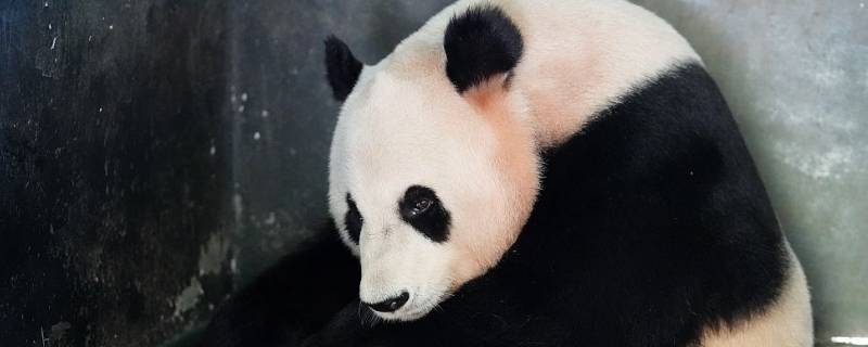 重庆有熊猫吗（重庆可以看到熊猫吗）