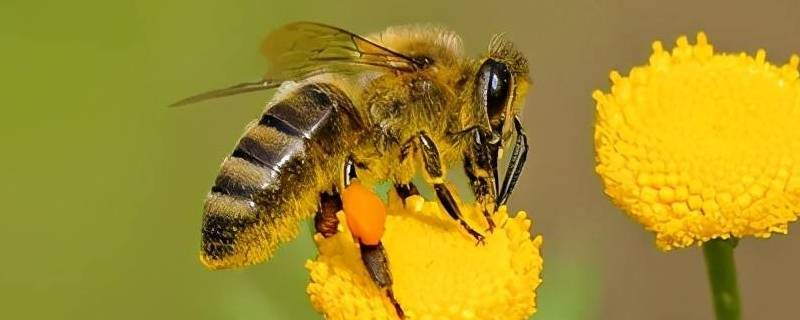 蜜蜂怎么孵化（蜜蜂怎么孵化?）