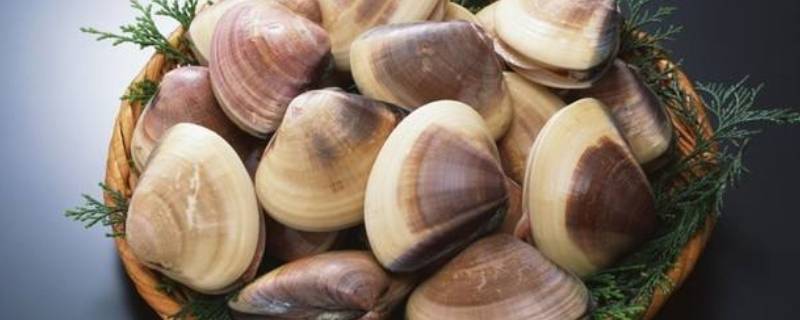 贝壳类海鲜有哪些 菜市场卖的贝壳类海鲜有哪些