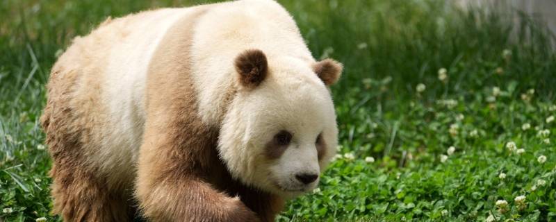 大熊猫新亚种在哪 大熊猫新亚种是哪里的大熊猫