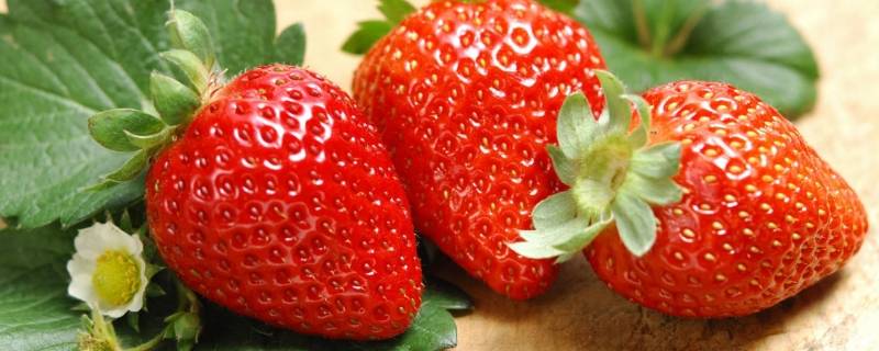 99草莓是什么品种 九九九草莓品种