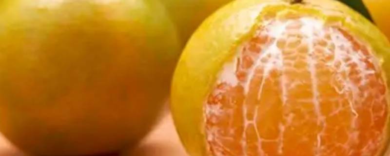 柑和橘的区别（柑和橘的区别图片）