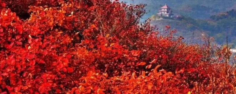 香山的枫叶红得像什么 香山的枫叶红得像什么让人感受到什么
