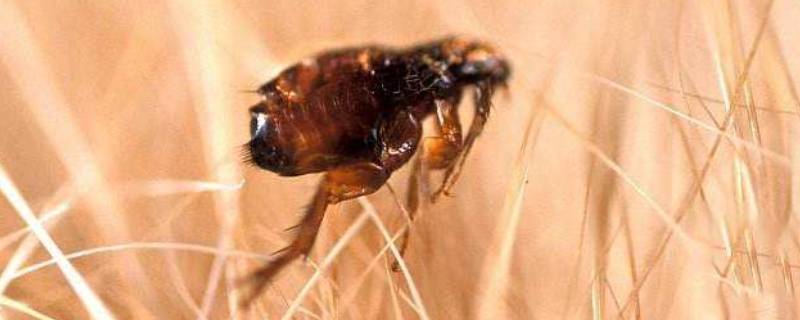 杀虫剂可以杀死跳蚤吗（一般的杀虫剂可以杀死跳蚤吗）
