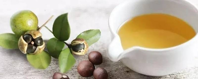 山柚油是山茶油吗（山柚油跟山茶油是同一种油吗）