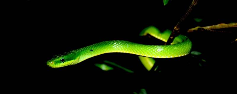 无毒蛇有哪些 热带雨林中的无毒蛇有哪些