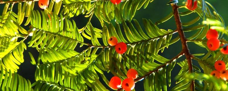 紫杉醇主要存在于红豆杉的什么中 红豆杉中紫杉醇在树体的哪个部位含量最高