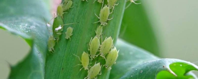 青菜上的蚜虫怎么来消灭 如何消灭菜叶上的蚜虫