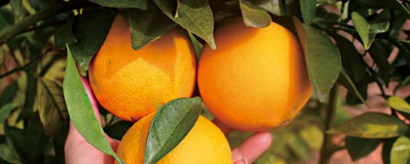 手掰橙是什么橙子 手掰橙为什么叫手掰橙