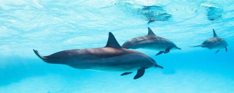 海豚怎么呼吸 海豚在海里怎么呼吸