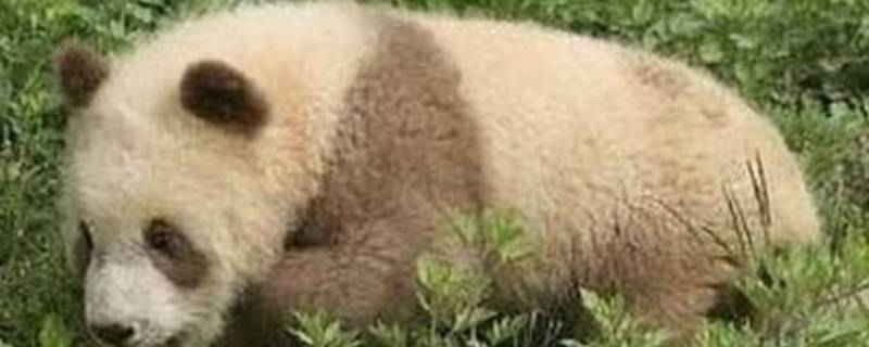棕白色大熊猫叫什么 目前世界上唯一圈养棕白色大熊猫叫什么
