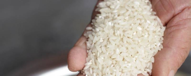 硬米是什么 粳米是什么米图片