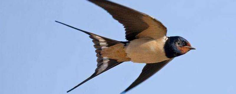 燕子翅膀有多长 燕子翅膀长多少厘米