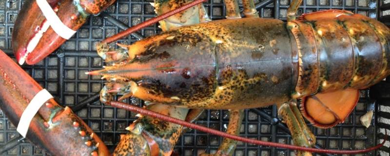 波士顿龙虾是进口的吗 澳洲龙虾和波士顿龙虾产地
