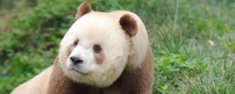 棕白色大熊猫叫什么名字 圈养棕白色大熊猫叫什么名字