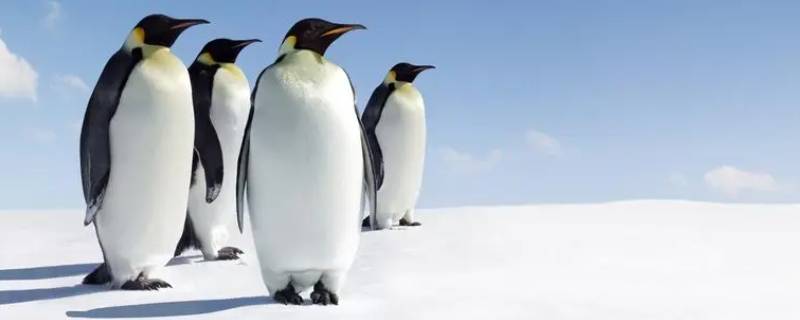 企鹅的种类 企鹅的种类是什么