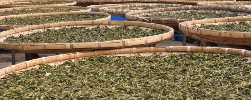 晒青茶的干燥工艺是 绿茶晒青工艺形成时间