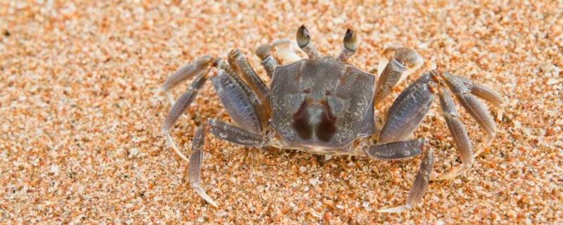 活的螃蟹怎么保存 活的螃蟹怎么保存方法