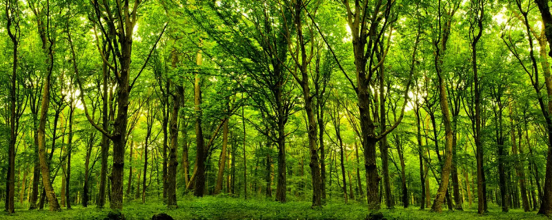 植树造林对水循环的影响（植树造林对水循环环节的影响）
