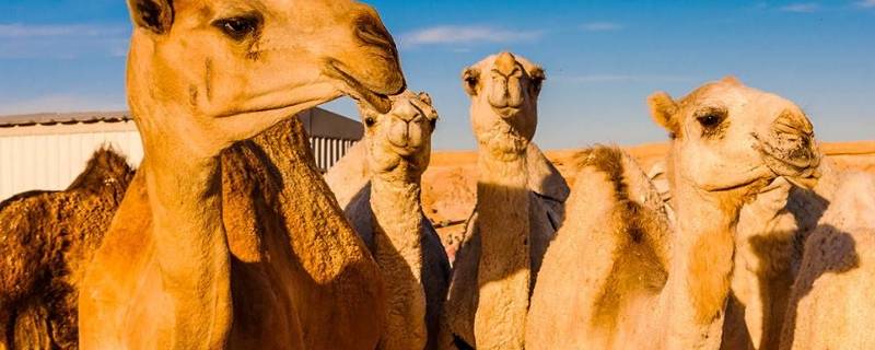 骆驼只有双峰骆驼一种对吗 单峰骆驼与两峰骆驼的区别