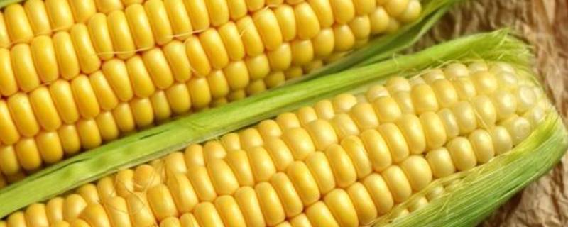 白玉米和黄玉米的区别 白玉米跟黄玉米的区别
