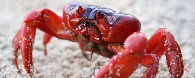 澳大利亚红蟹能吃吗 澳大利亚红蟹为什么不能吃