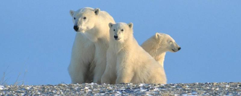 零下100度能冻死北极熊吗 北极熊在零下50度会冻死么