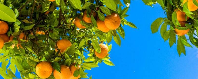 南方过年为什么买橘子树（为什么广东人过年买橘子树）
