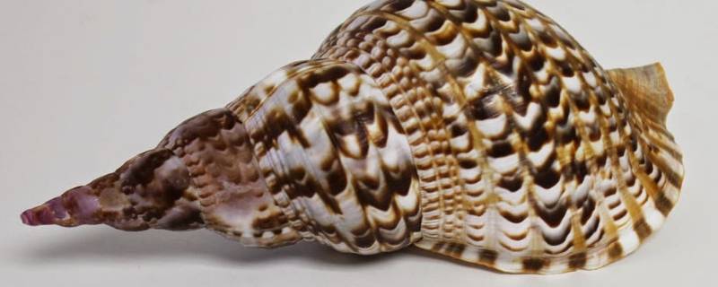 凤尾螺是不是二级保护动物（二级保护动物 法螺）