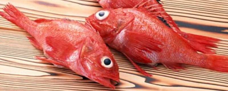 红色大头鱼是什么鱼（红头鱼叫什么鱼）