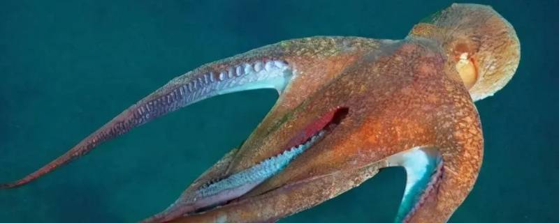 墨鱼和章鱼有什么区别 章鱼和墨鱼有什么区别?