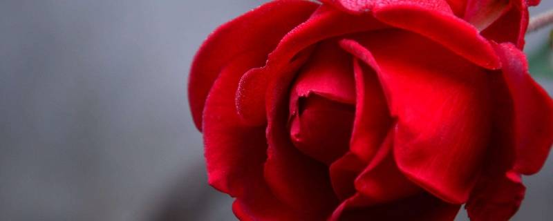 开成花灾的玫瑰怎么理解 怎么理解开成花灾的玫瑰不是浪漫