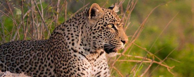 生活在非洲的野生动物主要有哪些 生活在非洲草原上的动物有哪些