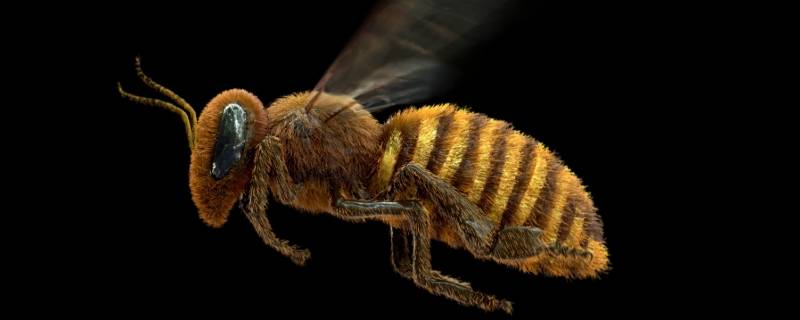 蜜蜂进家可以打死吗（蜜蜂进屋里打死了有事没）