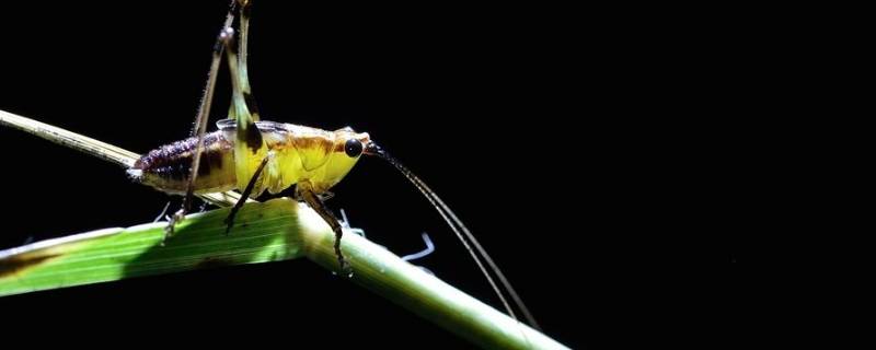 虫鸣的声音有哪些 虫鸣的声音有哪些ABB