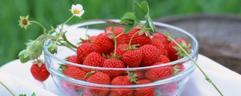 冬天的草莓放冷藏还是常温 草莓要冷藏还是常温