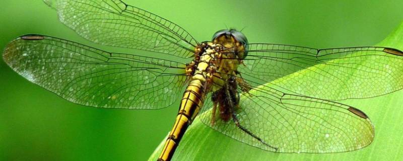 蜻蜓的足是什么类型（蜻蜓翅膀和足的特征）