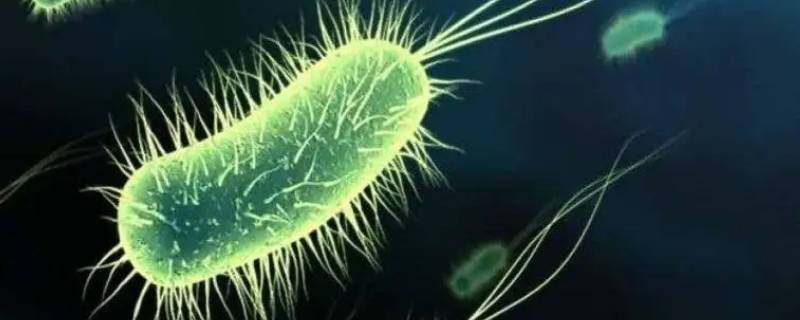 细菌长什么样 细菌长什么样?