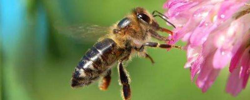 蜜蜂象征着什么（蜜蜂象征着什么品质）
