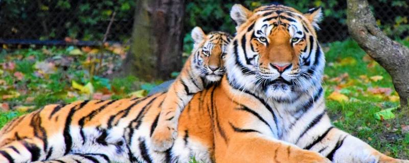 老虎的颜色是什么 老虎的颜色是什么颜色怎么涂