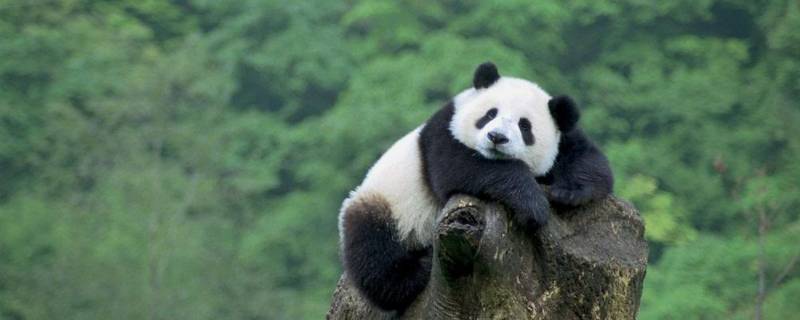 熊猫属于什么科 熊猫属于什么科类